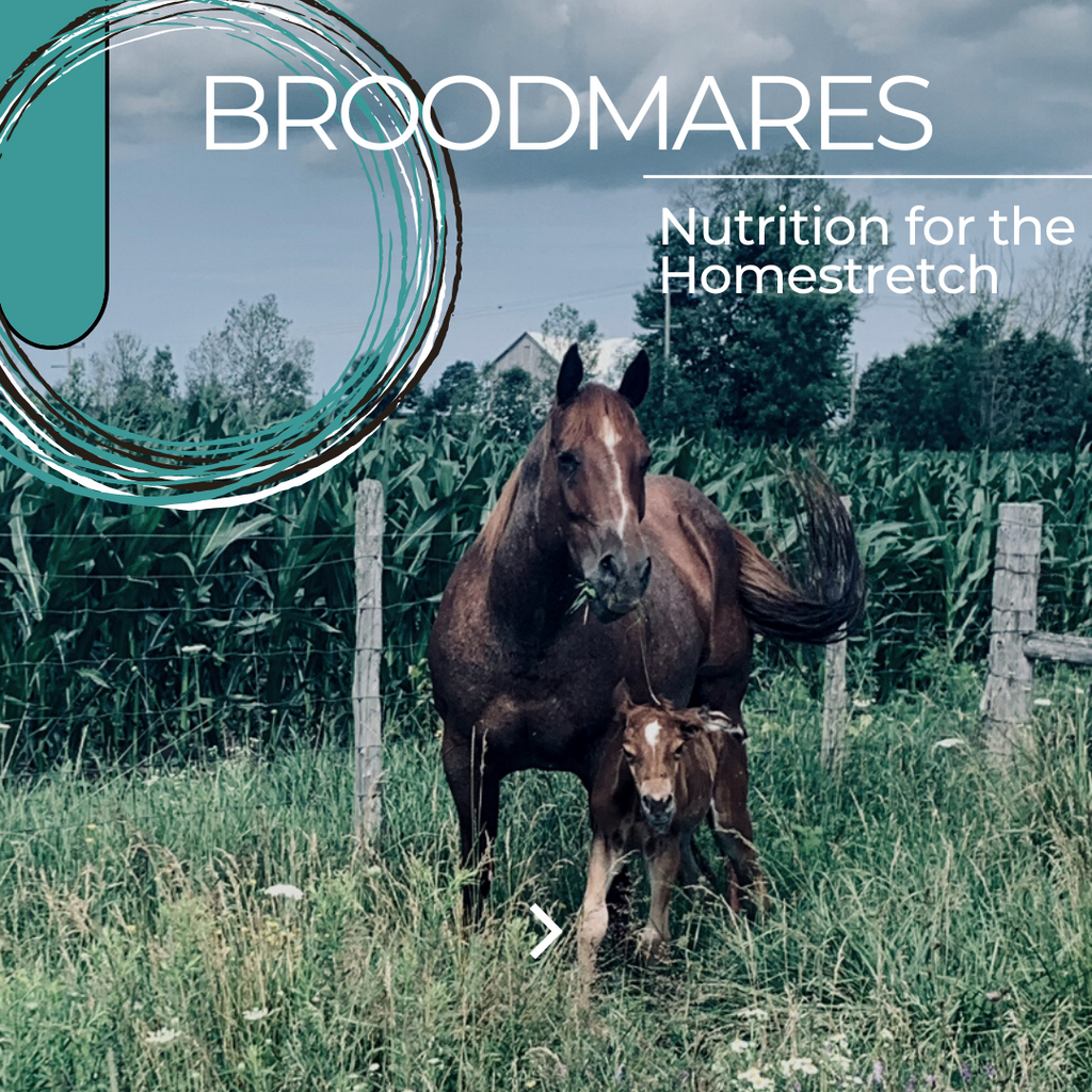 Feeding Your Third Trimester Broodmare